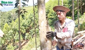 Giải bài toán trong cấp chứng chỉ rừng bền vững ở Lào Cai