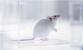 Tạo ra chuột con từ 2 chuột đực - bước đột phá mới cho điều trị vô sinh ở người