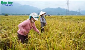 Sản xuất gạo hữu cơ trên cánh đồng Mường Tấc
