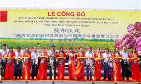 Vĩnh Long: Lần đầu tiên xuất khẩu khoai lang sang Trung Quốc theo đường chính ngạch
