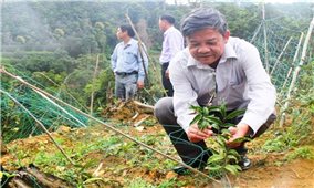 Quảng Nam: Xây dựng mô hình trồng cây dược liệu tại Bắc Trà My
