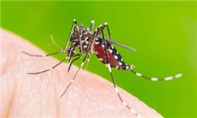 Bộ Y tế: Tăng cường phòng chống sốt xuất huyết và dịch bệnh mùa hè