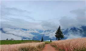 Bình yên trên thảo nguyên Suối Thầu