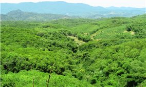 Phát triển kinh tế nông, lâm nghiệp bền vững gắn với bảo vệ rừng và nâng cao thu nhập cho người dân xứ Nghệ: Tiềm năng, lợi thế lớn nhưng còn nhiều 