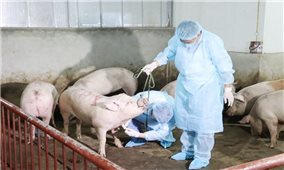 Bạc Liêu: Cảnh báo nguy cơ tái phát dịch tả lợn Châu Phi dịp cuối năm