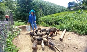 Mô hình chăn nuôi lợn bản địa của các Hợp tác xã ở Hòa Bình đang phát huy hiệu quả