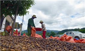 Xoá đói, giảm nghèo nhờ cây “lộc rừng”