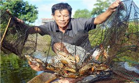 Trà Vinh: Hiệu quả kinh tế từ nuôi cua biển