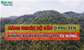 Hàng nghìn hộ dân ở Phù Yên không được hưởng lợi từ rừng