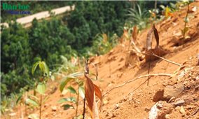 Hàng trăm héc ta cây “làm giàu” của nông dân bị chết do nắng nóng