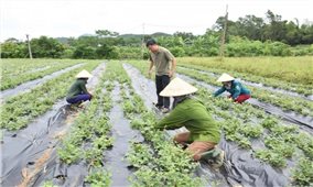 Phát triển vùng trồng dược liệu theo Chương trình MTQG 1719 ở Nghệ An: Biến tiềm năng thành thế mạnh