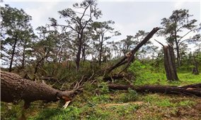 Quảng Ninh: Nỗi lo tái nghèo đối với người trồng rừng