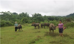 Hiệu quả giảm nghèo trong vùng đồng bào DTTS ở Quảng Nam: Nhìn từ Phước Sơn