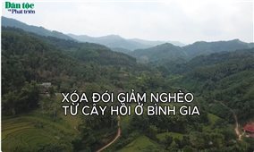 Bình Gia: Phát triển rừng hồi để xóa đói giảm nghèo