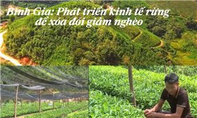 Phát triển kinh tế rừng để xóa đói giảm nghèo ở Bình Gia