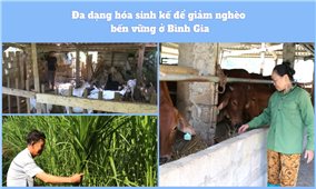 Đa dạng sinh kế để giảm nghèo bền vững