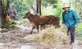 Thuận Nam (Ninh Thuận): Bàn giao 126 con bò giống cho đồng bào Raglay xã Phước Hà