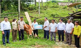 Trà Bồng (Quảng Ngãi): Trao sinh kế, chỉ cách thoát nghèo cho người dân