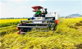 Đẩy mạnh sản xuất, kinh doanh, xuất khẩu lúa, gạo bền vững, minh bạch, hiệu quả