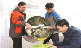 Ngọt ngào vị mật của vùng cao núi đá