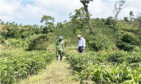 Kon Tum: Triển khai các giải pháp giải quyết tình trạng thiếu đất ở, đất sản xuất cho đồng bào DTTS