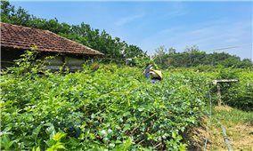 Về nơi “Cổng trời Đông Giang”: Gặp những người tiên phong trên lĩnh vực kinh tế (Bài 2)