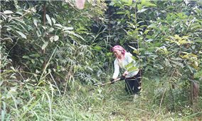 Lào Cai: Tập trung phát triển rừng theo hướng bền vững, hữu cơ