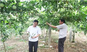 Hiện thực hóa khát vọng vươn tầm nông sản Việt: Tập trung tháo gỡ vướng mắc về cơ chế, chính sách (Bài cuối)