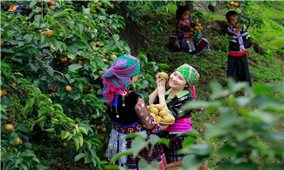 Hương mắc cọp