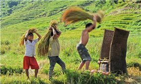 Mùa vàng trên dãy Ngọc Linh