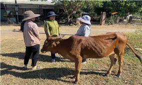 Đăk Hà (Kon Tum): Kỷ luật khiển trách Chủ tịch UBND xã hỗ trợ bò sinh sản nhưng dân nhận... bê