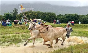 Hội đua bò truyền thống huyện Tri Tôn nhân dịp Lễ Sene Dolta của đồng bào Khmer