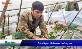 Sâm Ngọc Linh mùa dưỡng củ