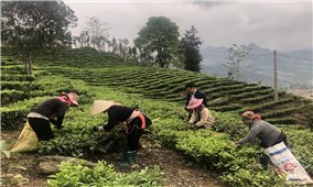 Lào Cai: Đồng bào DTTS ở huyện 30a tăng thu nhập nhờ làm nông nghiệp hàng hoá