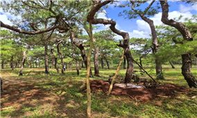 Gia Lai chỉ đạo điều tra, xử lý nghiêm đối tượng xâm hại rừng thông