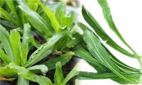Rau mùi tàu- vị thuốc tốt trị các chứng bệnh thông thường