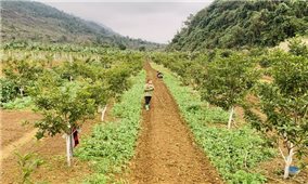 Đưa ngành trồng trọt vào quỹ đạo phát thải thấp giai đoạn 2025 – 2035