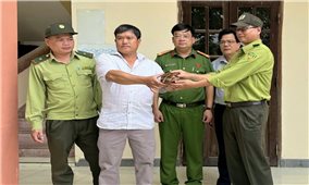Người dân bàn giao cá thể rùa quý hiếm cho Kiểm lâm thả về tự nhiên