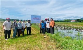 Nuôi vịt biển thương phẩm - Hướng đi mới cho chăn nuôi bền vững vùng đồng bào DTTS