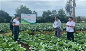 Liên kết trồng rau ở Lâm Đồng: Hướng phát triển bền vững cho nông nghiệp và nông dân