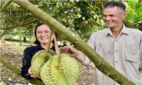 Nông dân vùng đất cằn Trà Tân tìm được hướng kiếm bội tiền từ cây sầu riêng