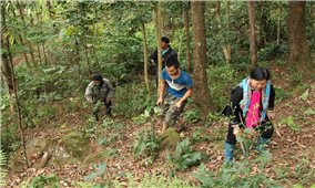 Tăng cường khả năng thích ứng với biến đổi khí hậu và thúc đẩy quản lý rừng bền vững