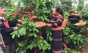 Cà phê Đắk Lắk cùng các sản phẩm OCOP chinh phục thị trường Hàn Quốc