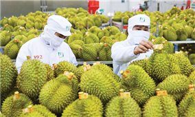 Xuất khẩu nông sản Việt Nam trên đà về đích