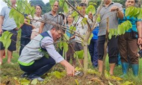 Trung tâm Khuyến nông quốc gia hướng dẫn khắc phục hậu quả thiệt hại sau bão lũ