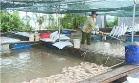 Hơn 1.000 tấn cá chết, người nuôi cá lồng khóc ròng