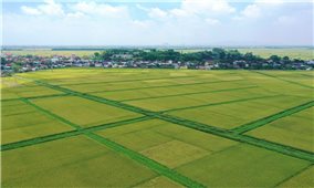 Các trường hợp được miễn thuế sử dụng đất nông nghiệp đến hết ngày 31/12/2030