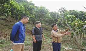 Chuyển đổi cây ăn quả hướng tới kinh tế bền vững vùng cao