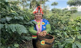 Arabica chín đỏ nơi núi đồi Tây Bắc