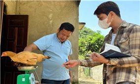 Thạc sĩ người Tày và hành trình phục tráng gà Vạn Linh ở xứ Lạng